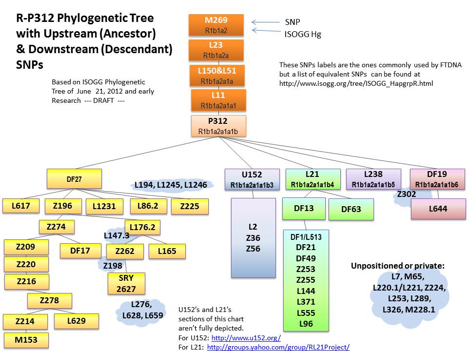 P312 Tree