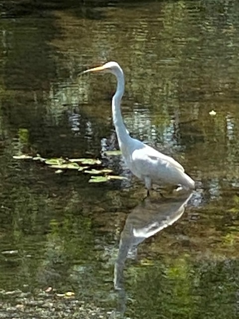 egret