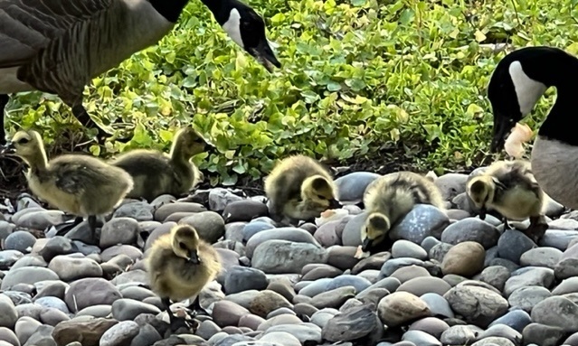 goslings