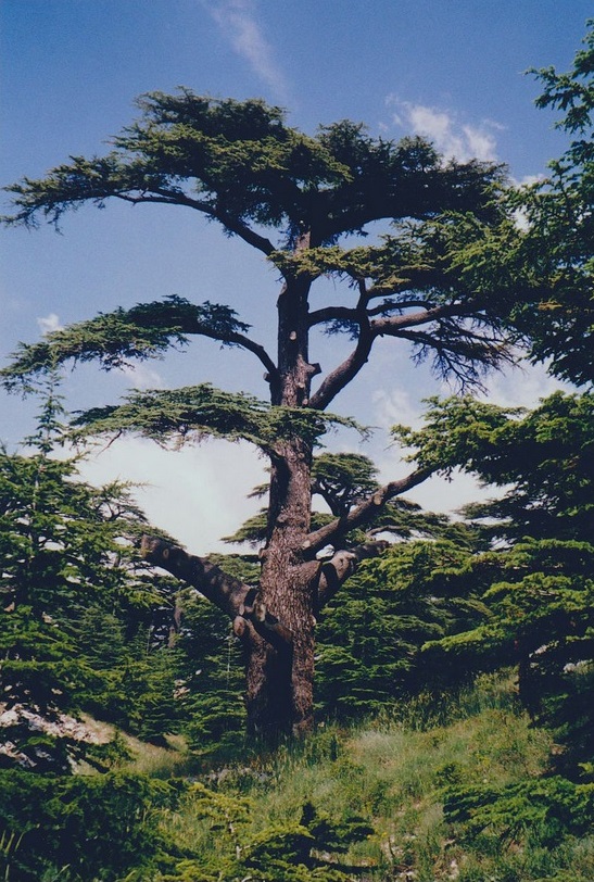 Cedars of Lebanon