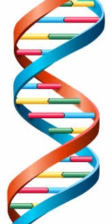 DNA helix