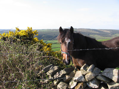 Back road in Co. Clare