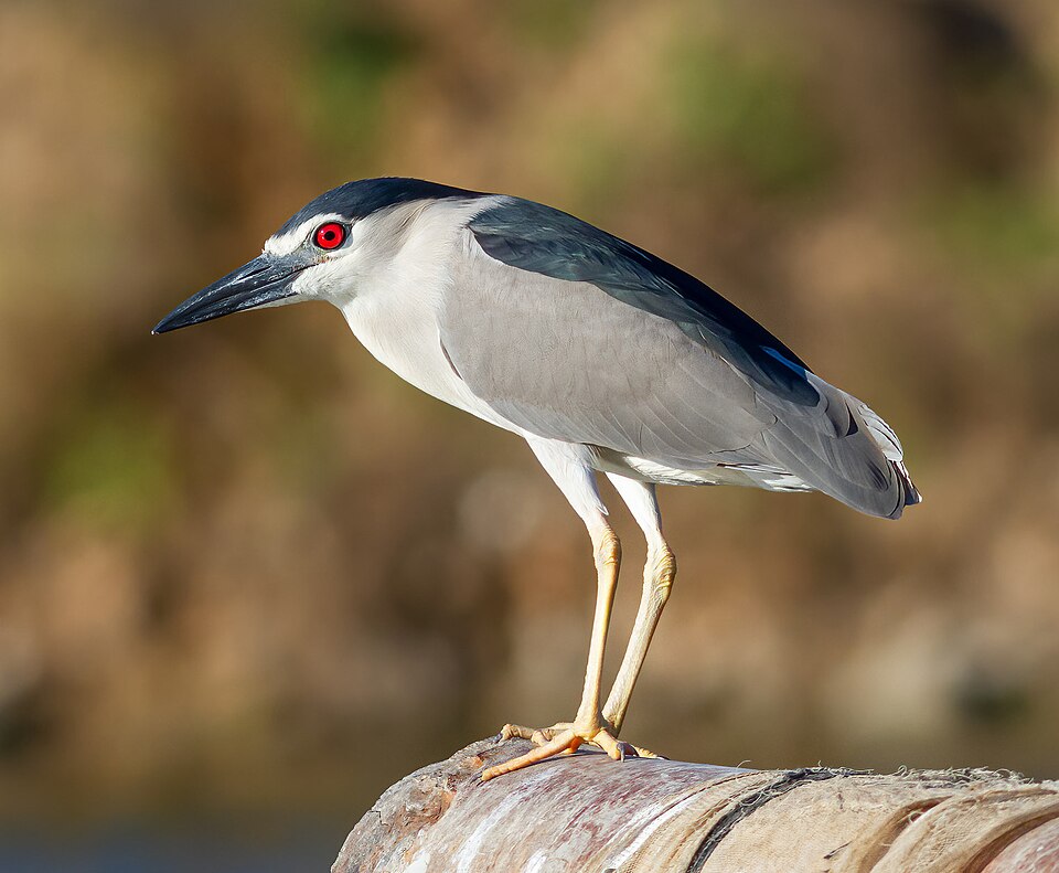 Black-crowned night heron