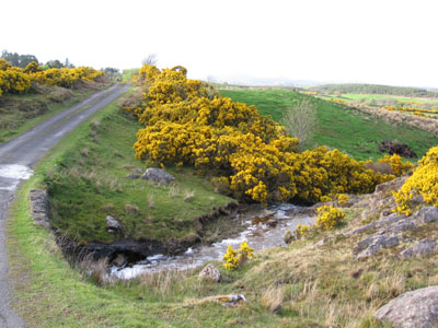 Furze and waterfall beside road in Kiltarsaghaun